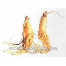 Traditional Chinese Herb Plant Extract Panax Ginseng Extract Powder, Ginsenosides 10%-80%